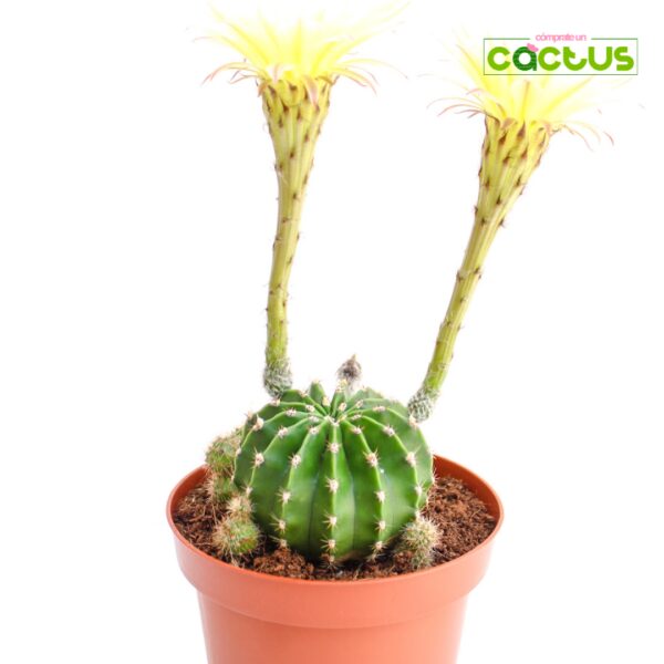 Cactus Echinopsis Tubiflora