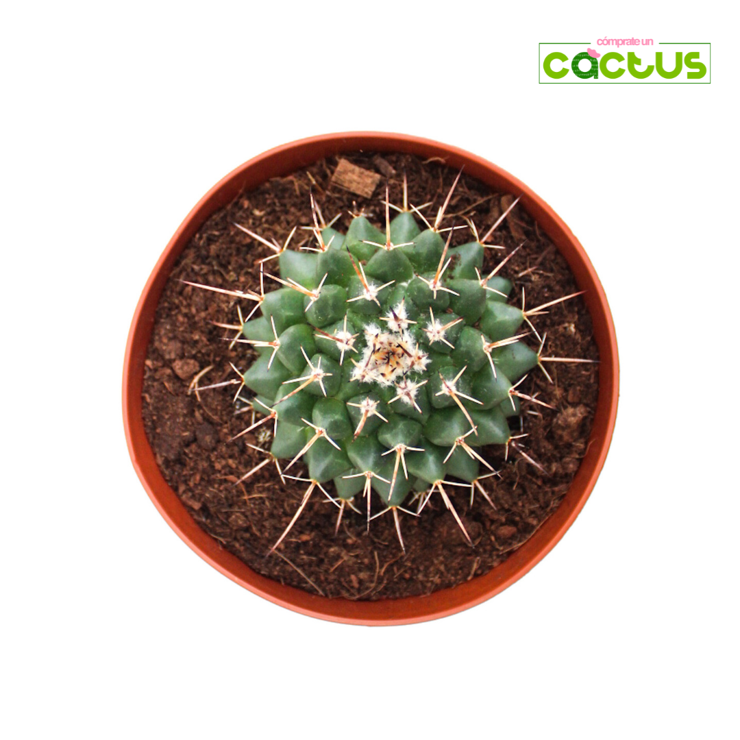 Cactus Mammillaria Compressa