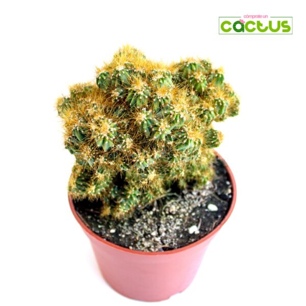 Cactus Cereus Peruvianus Cristata preguntar?R.F