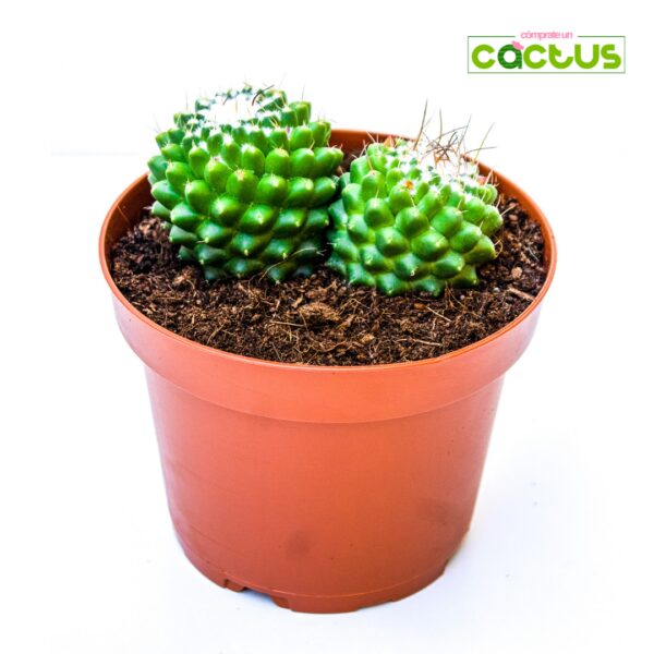 Cactus Mammillaria Magnimamma